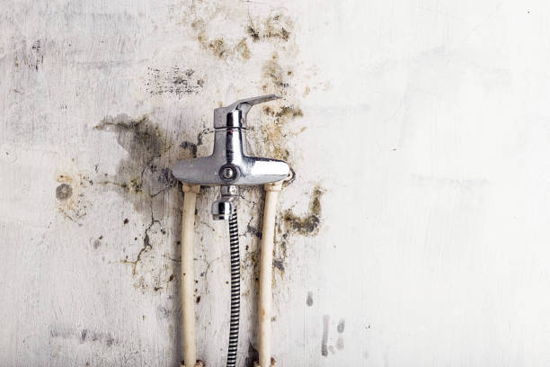 Best Emergency Mold Removal  in Walnut Park, CA