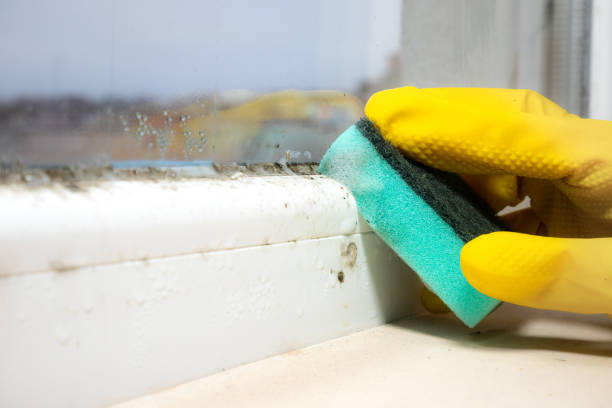 Best Mold Testing  in Walnut Park, CA
