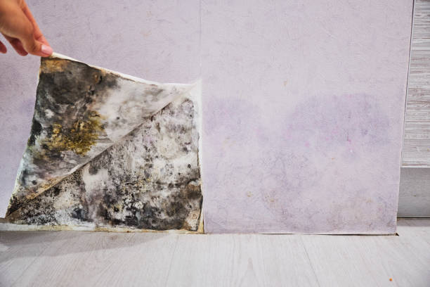 Best Residential Mold Removal  in Walnut Park, CA